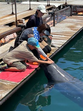 うみたま体験パーク 「つくみイルカ島」に投稿された画像（2025/8/24）