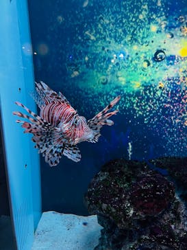 マクセル アクアパーク品川に投稿された画像（2025/8/24）