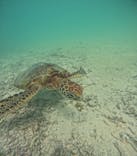 オースリーシュノーケル宮古島に投稿された画像（2025/8/24）