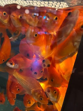 NARA KINGYO MUSEUMに投稿された画像（2025/8/24）