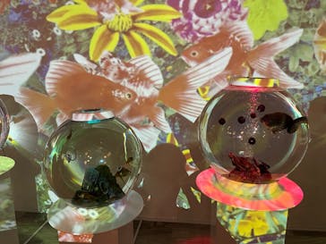 NARA KINGYO MUSEUMに投稿された画像（2025/8/24）