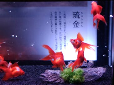 錦鯉・金魚アクアリウム in ときメッセに投稿された画像（2025/8/24）