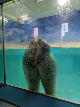下田海中水族館に投稿された画像（2025/8/24）