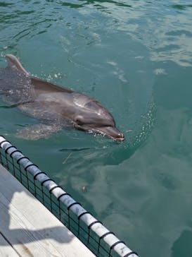 下田海中水族館に投稿された画像（2025/8/24）