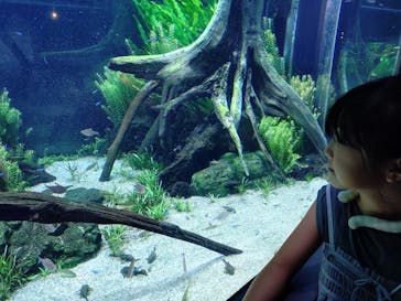 カワスイ 川崎⽔族館に投稿された画像（2025/8/24）