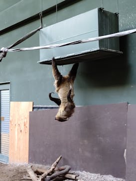 カワスイ 川崎⽔族館に投稿された画像（2025/8/24）