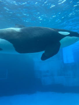 名古屋港水族館に投稿された画像（2025/8/24）