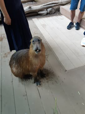 カワスイ 川崎⽔族館に投稿された画像（2025/8/24）