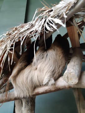 カワスイ 川崎⽔族館に投稿された画像（2025/8/24）