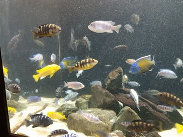 カワスイ 川崎⽔族館に投稿された画像（2025/8/24）