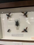 体感するファーブル昆虫展in横浜赤レンガ倉庫に投稿された画像（2025/8/24）