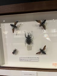 体感するファーブル昆虫展in横浜赤レンガ倉庫に投稿された画像（2025/8/24）