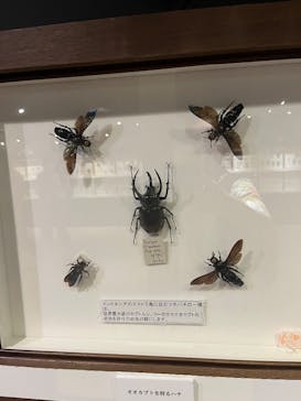 体感するファーブル昆虫展in横浜赤レンガ倉庫に投稿された画像（2025/8/24）