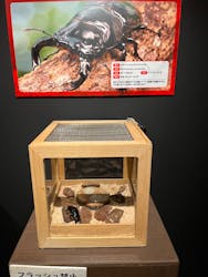 体感するファーブル昆虫展in横浜赤レンガ倉庫に投稿された画像（2025/8/24）