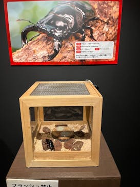 体感するファーブル昆虫展in横浜赤レンガ倉庫に投稿された画像（2025/8/24）
