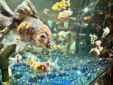 NARA KINGYO MUSEUMに投稿された画像（2025/8/24）