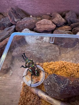 JOYPOLIS 特別イベントスペースに投稿された画像（2025/8/24）