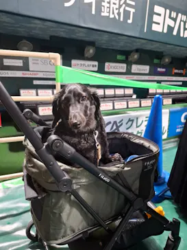 Pet博2025 福岡に投稿された画像（2025/8/24）