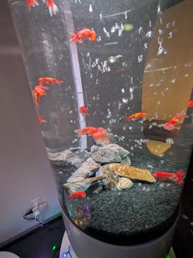 NARA KINGYO MUSEUMに投稿された画像（2025/8/24）