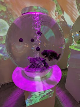 NARA KINGYO MUSEUMに投稿された画像（2025/8/24）