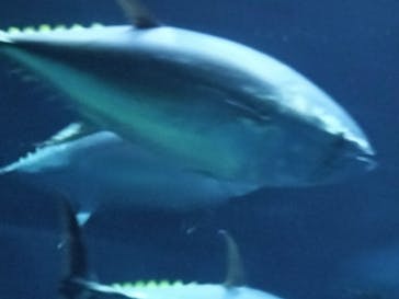 葛西臨海水族園に投稿された画像（2025/8/24）