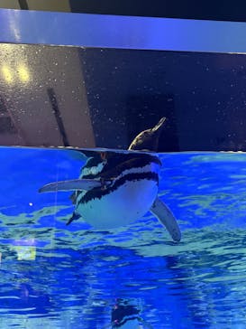 すみだ水族館に投稿された画像（2025/8/24）