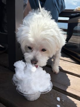 ひるがのピクニックガーデンに投稿された画像（2025/8/24）