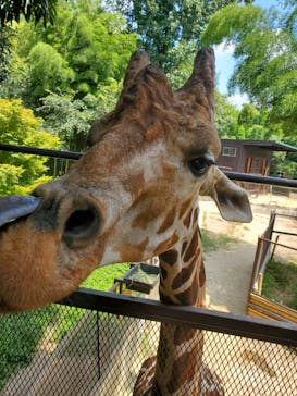 ANIMAL WONDER REZOURT 市原ぞうの国・サユリワールドに投稿された画像（2025/8/24）