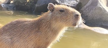 伊豆シャボテン動物公園に投稿された画像（2025/8/24）