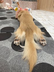 いぬカフェRio ゆめタウン久留米店に投稿された画像（2025/8/24）