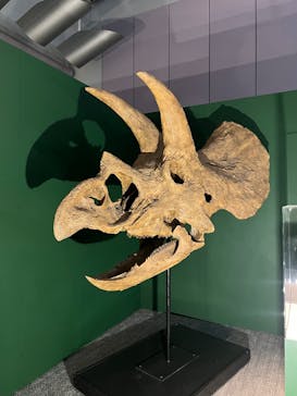 巨大恐竜展2025に投稿された画像（2025/8/24）