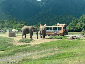 秋吉台自然動物公園 サファリランドに投稿された画像（2025/8/24）
