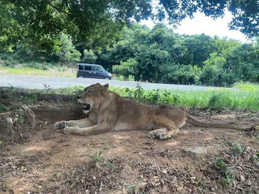 秋吉台自然動物公園 サファリランドに投稿された画像（2025/8/24）