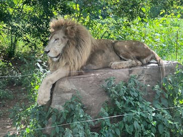 秋吉台自然動物公園 サファリランドに投稿された画像（2025/8/24）