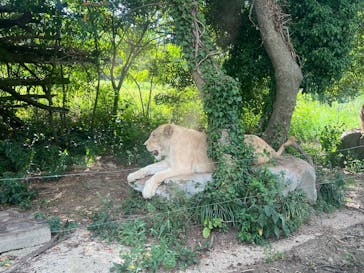 秋吉台自然動物公園 サファリランドに投稿された画像（2025/8/24）