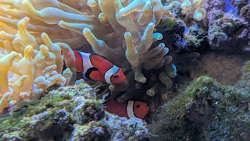 京都鉄道博物館×京都水族館に投稿された画像（2025/8/24）