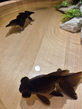 錦鯉・金魚アクアリウム in ときメッセに投稿された画像（2025/8/24）