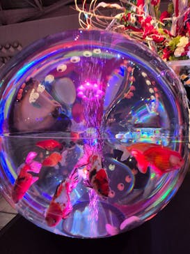 錦鯉・金魚アクアリウム in ときメッセに投稿された画像（2025/8/24）