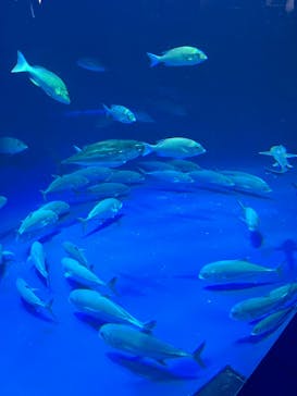 四国水族館に投稿された画像（2025/8/24）