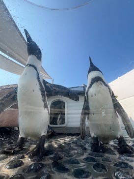 四国水族館に投稿された画像（2025/8/24）