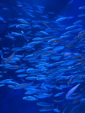 マクセル アクアパーク品川に投稿された画像（2025/8/24）