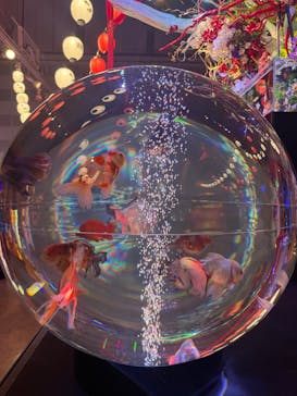 錦鯉・金魚アクアリウム in ときメッセに投稿された画像（2025/8/24）