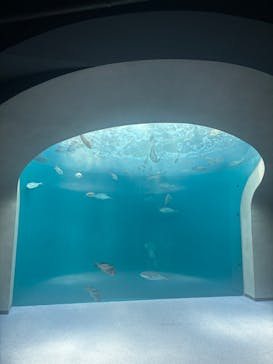 四国水族館に投稿された画像（2025/8/24）