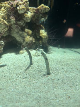 四国水族館に投稿された画像（2025/8/24）