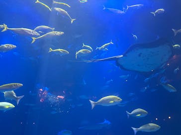 四国水族館に投稿された画像（2025/8/24）