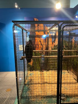 リトルモンスター展～「うゎっ」と「ぅわぁ～」のいきものたち～ @新潟県立自然科学館に投稿された画像（2025/8/24）