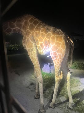 那須サファリパークに投稿された画像（2025/8/24）