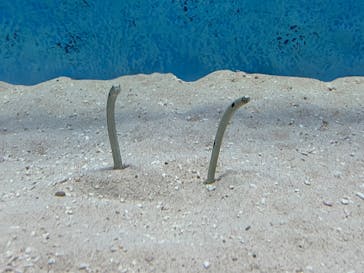 大分マリーンパレス水族館 「うみたまご」に投稿された画像（2025/8/24）