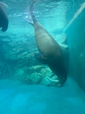 大分マリーンパレス水族館 「うみたまご」に投稿された画像（2025/8/24）