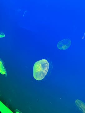 大分マリーンパレス水族館 「うみたまご」に投稿された画像（2025/8/24）